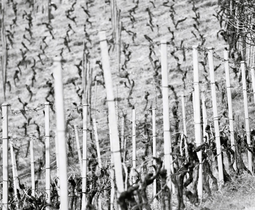 ottin-vini-valledaosta08