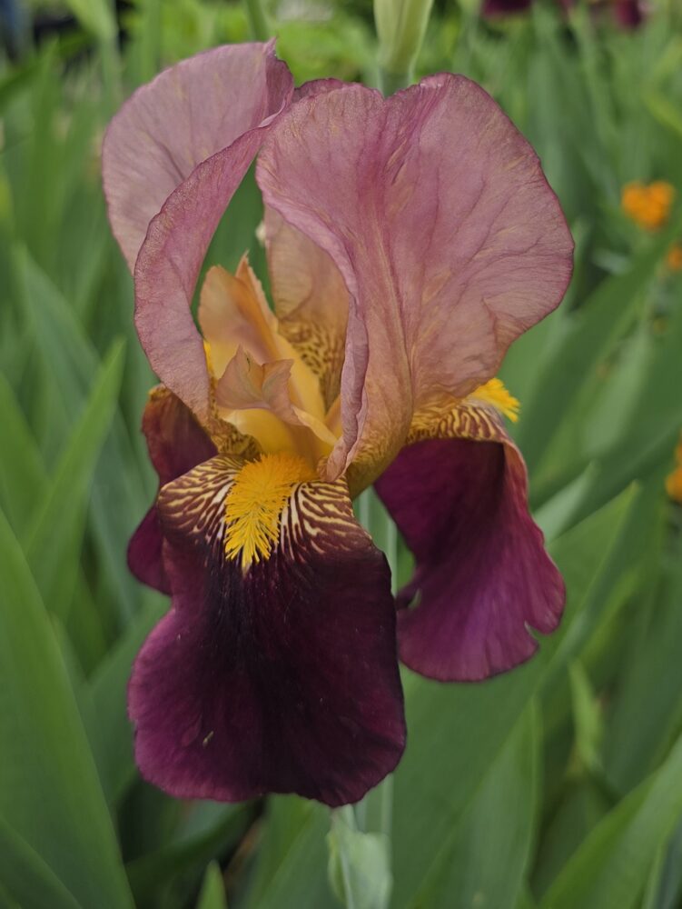 iris foto Humbert